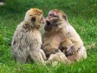 Berberaffen mit Baby